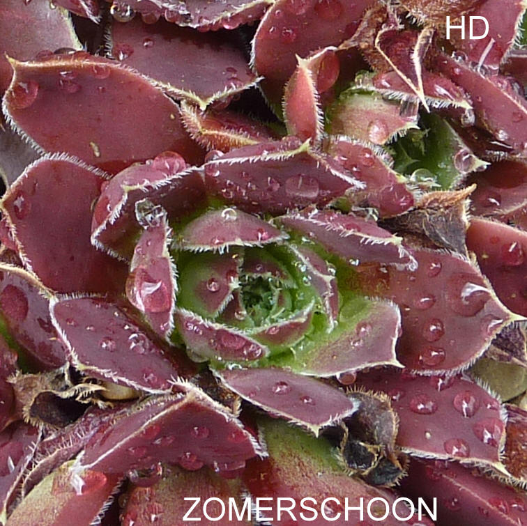 Zomerschoon / Jovi