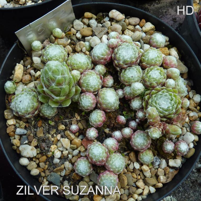 Zilver Suzanna