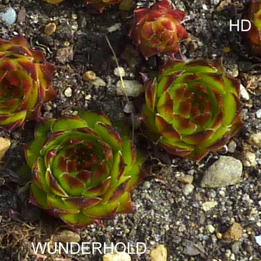 Wunderhold