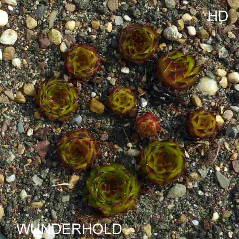 Wunderhold