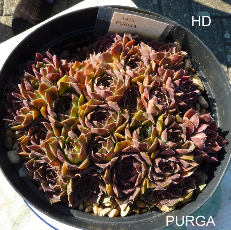 Purga / Jovi