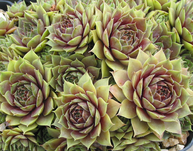 Woolcott's Variety
