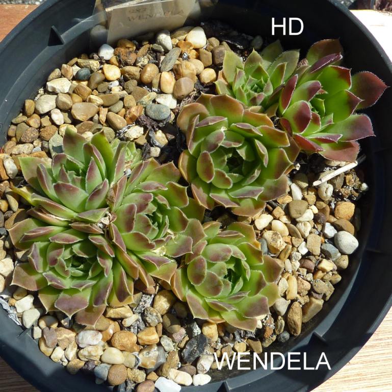 Wendela / Jovi