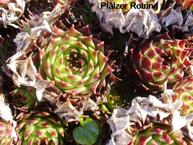 Pfälzer Rotring
