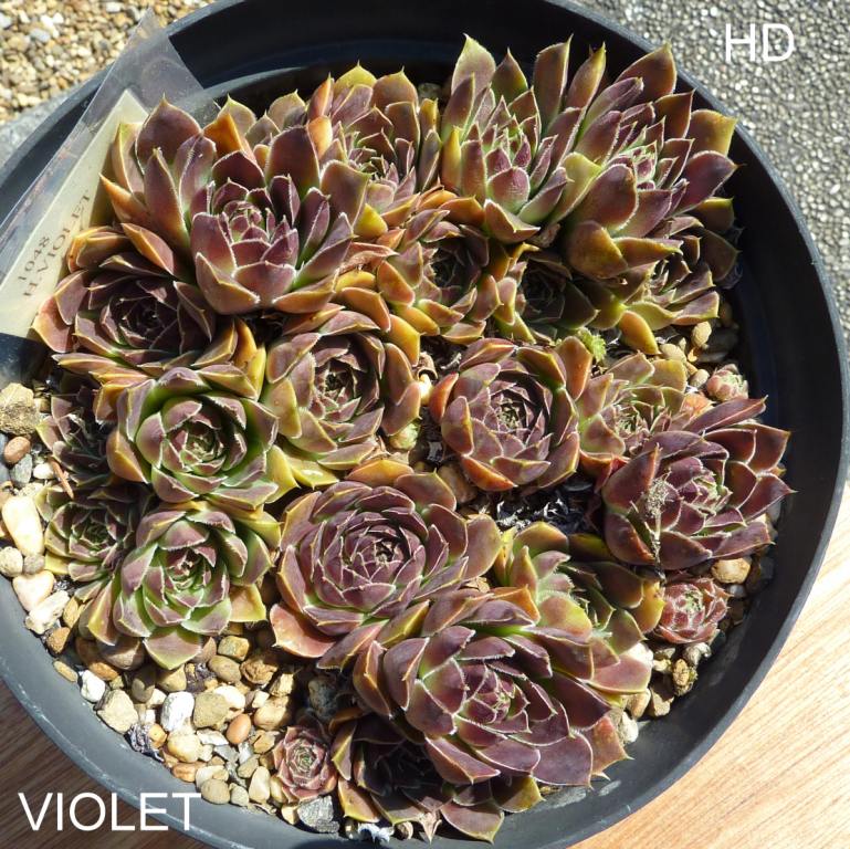 Violet / Jovi