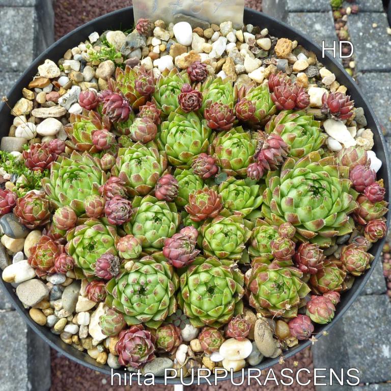 Purpurascens / Jovi