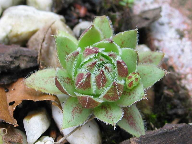 Purpurascens / Jovi