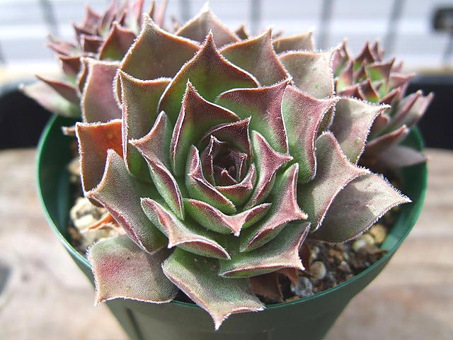 Purdy's Big Red