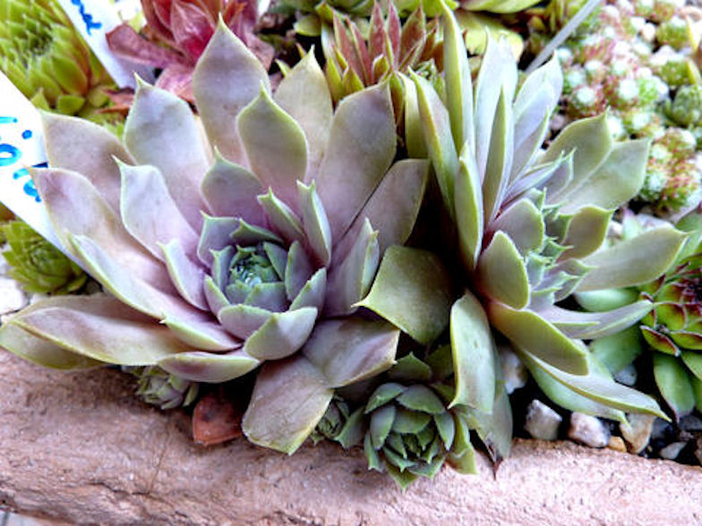 Violaceum