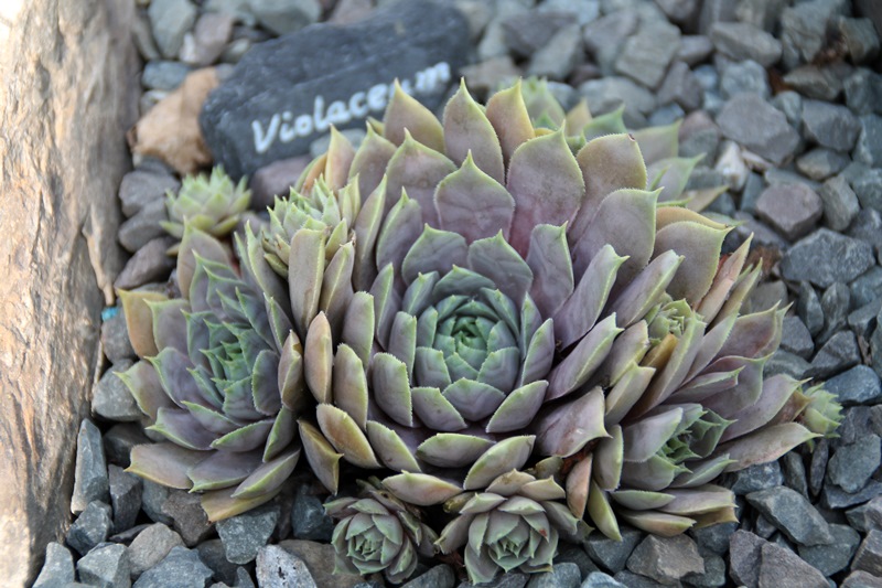 Violaceum