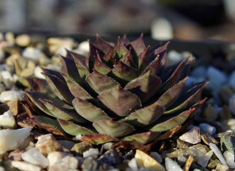 Violaceum
