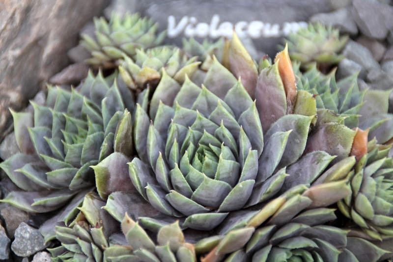 Violaceum
