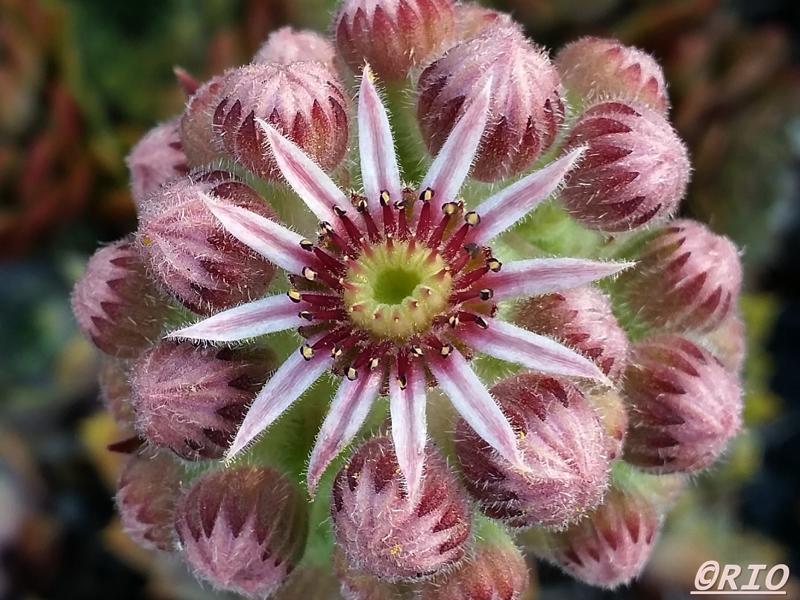 Violaceum