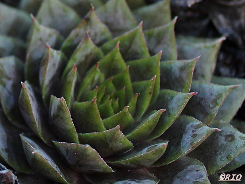 Violaceum