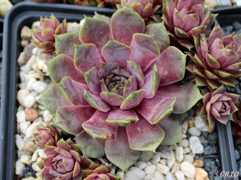 Violaceum