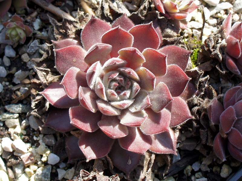 Woolcott's Rubicundum