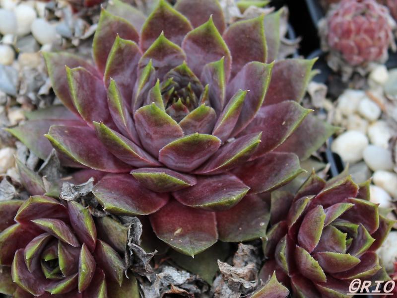 Violaceum
