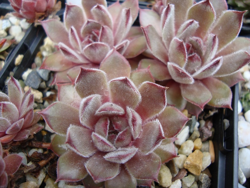 Woolcott's Rubicundum