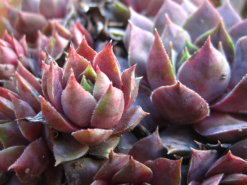 Violaceum