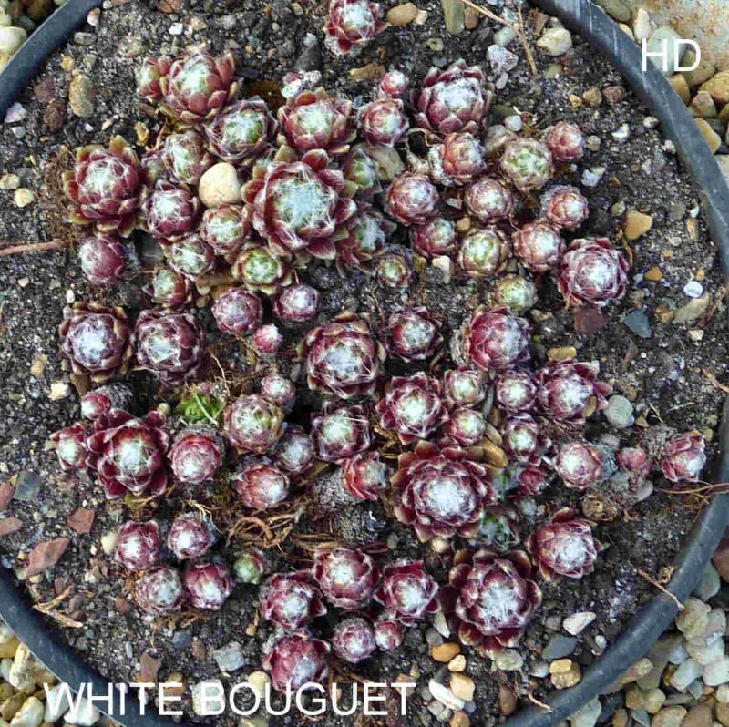 White Bouguet
