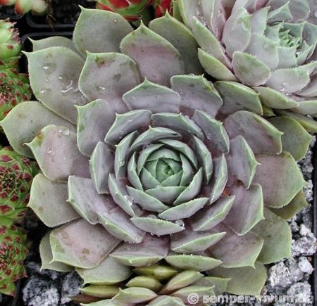 Violaceum