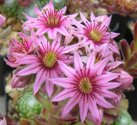 White Bouguet