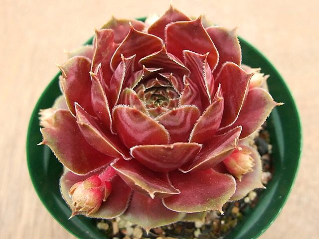 Viti