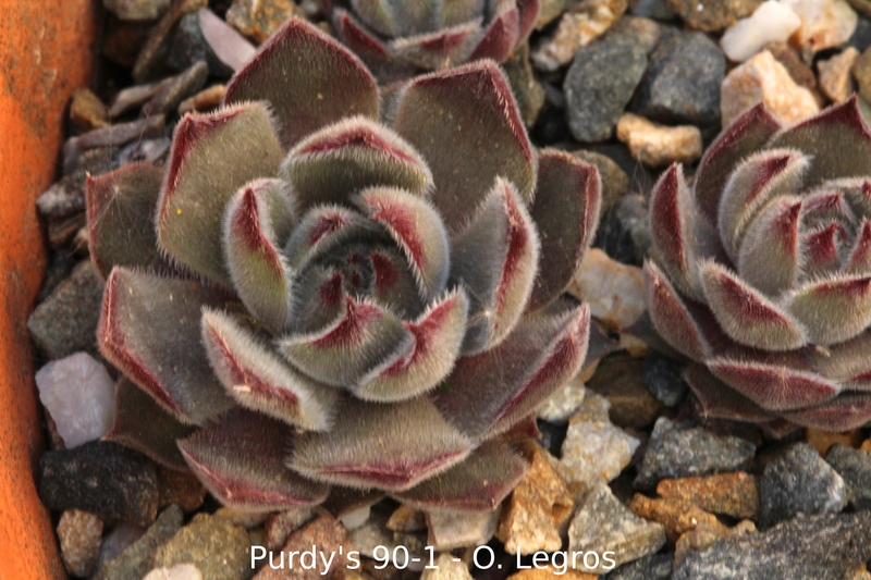 Purdy's 90-1
