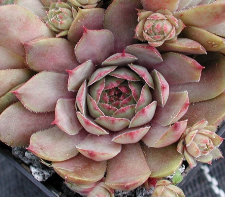 Violaceum