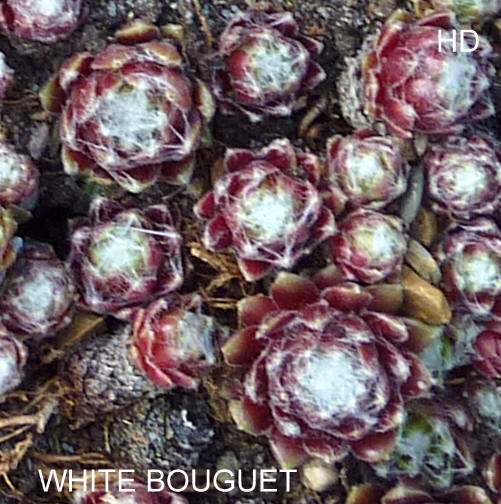 White Bouguet