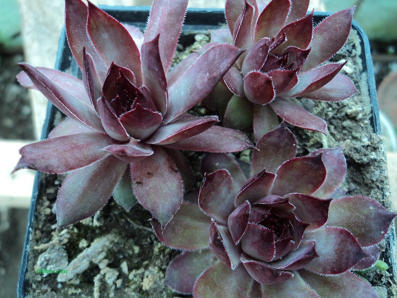 Pfälzer Lilac