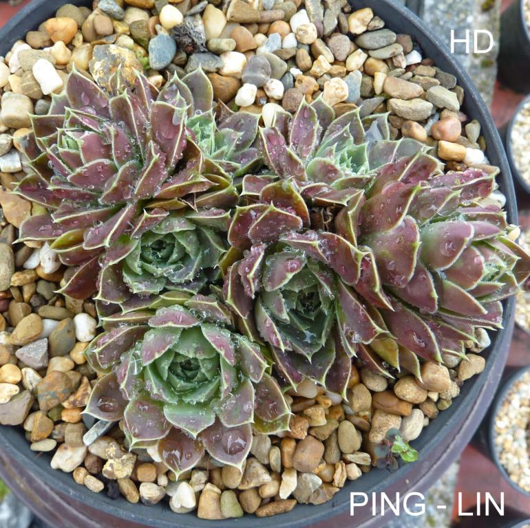 Ping-Lin / Jovi