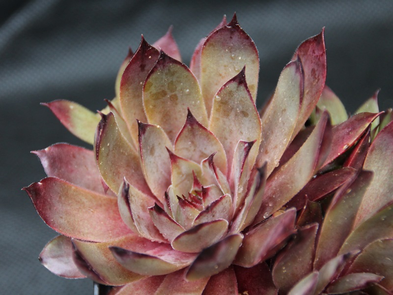 Pink Astrid