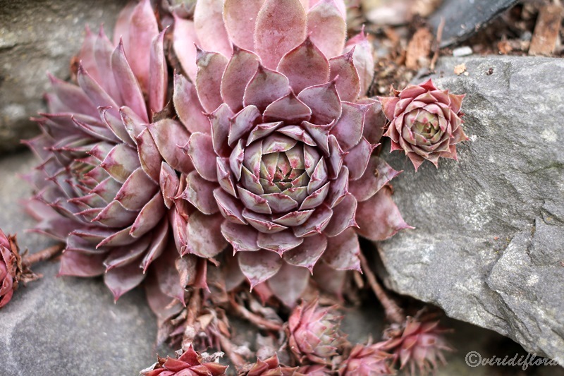 Pink Astrid