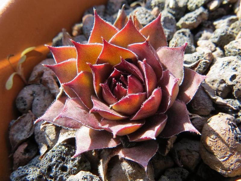 Pink Astrid