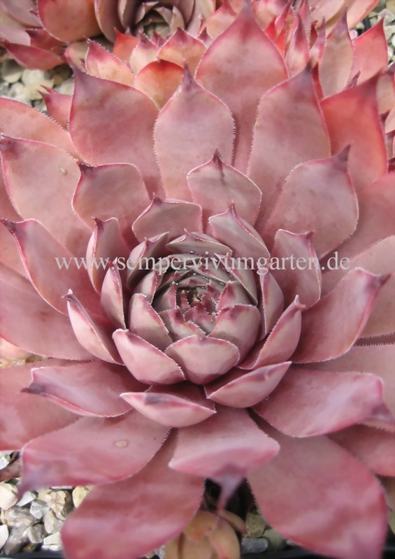 Pink Astrid