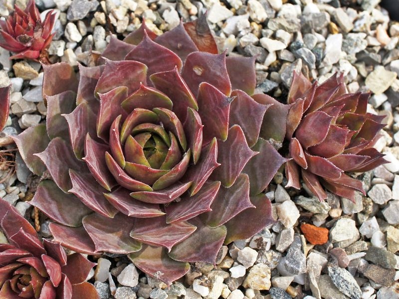 Pink Pashka