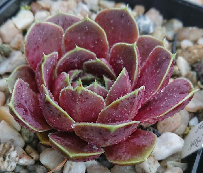 Pink Star / Jovi