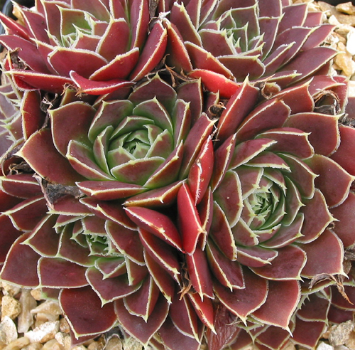 Pink Star / Jovi