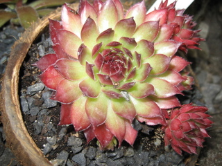 Pippin