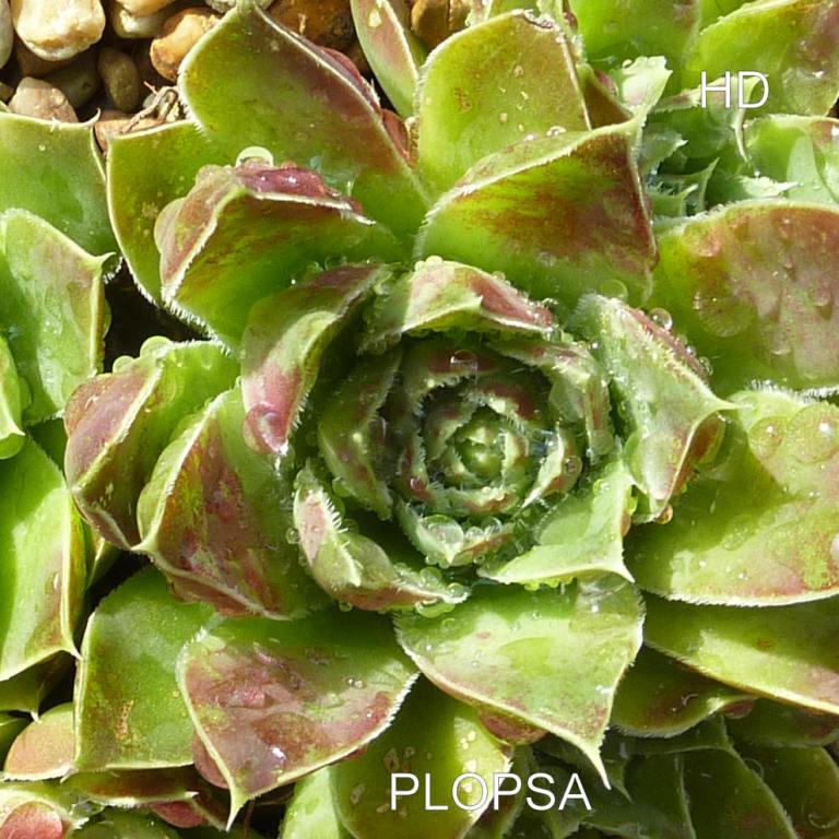 Plopsa / Jovi