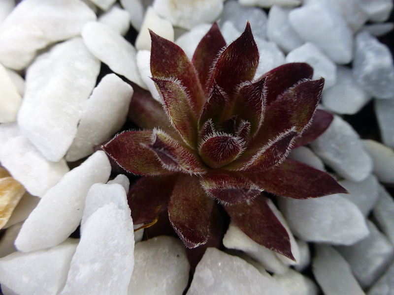 Plum Frosting