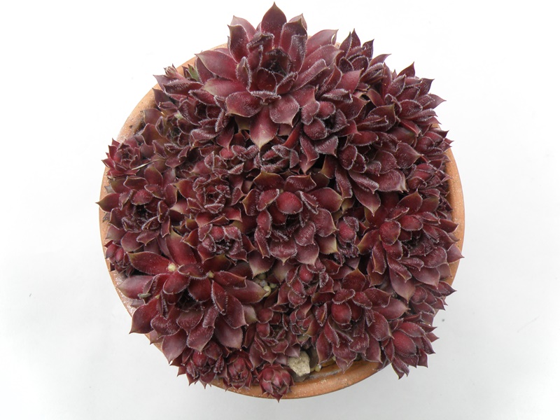 Plum Frosting
