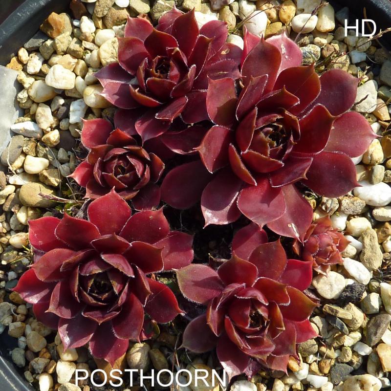 Posthoorn