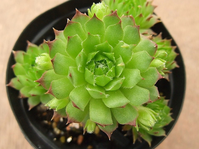 Potsy
