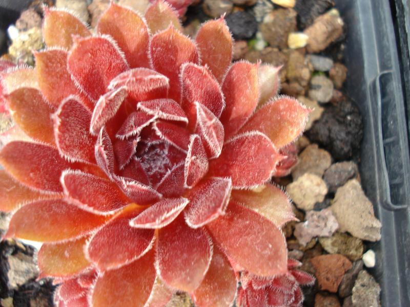 Velvet Blush