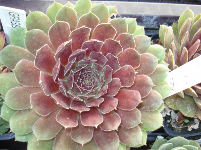Velvet Blush