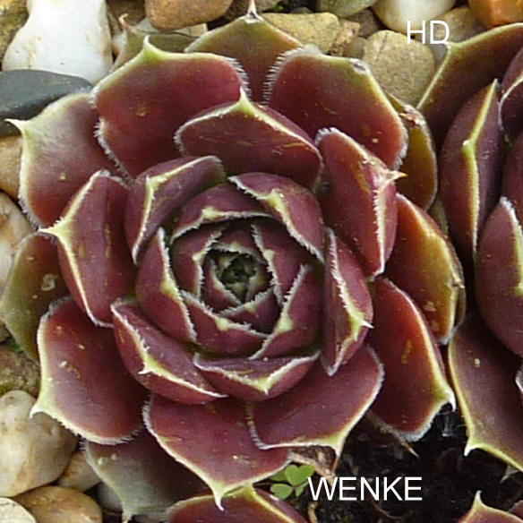 Wenke / Jovi