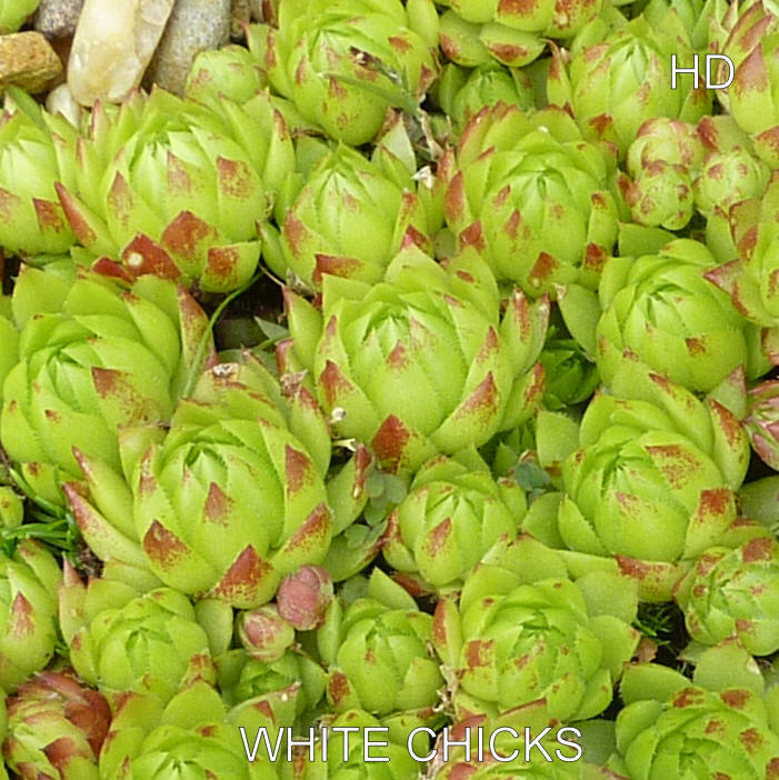 White Chicks / Jovi