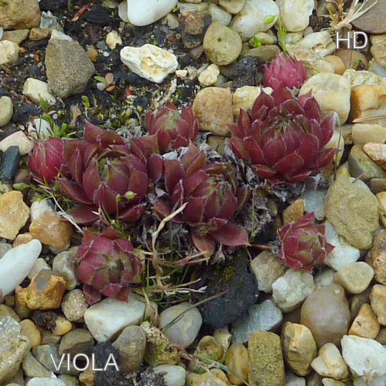 Viola